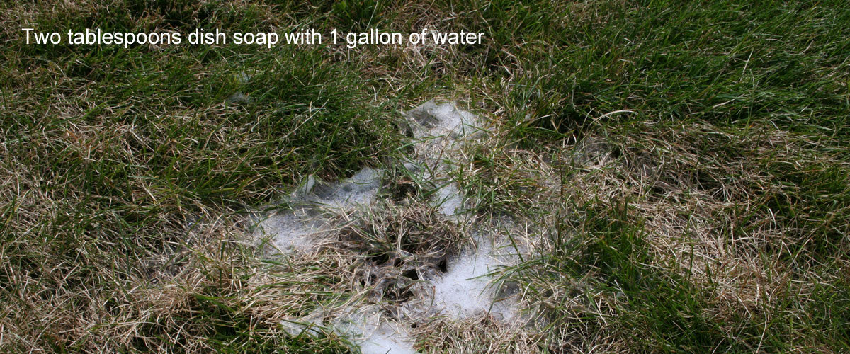 Dish soap and water drench poured on a brown lawn spot to bring insects to the surface