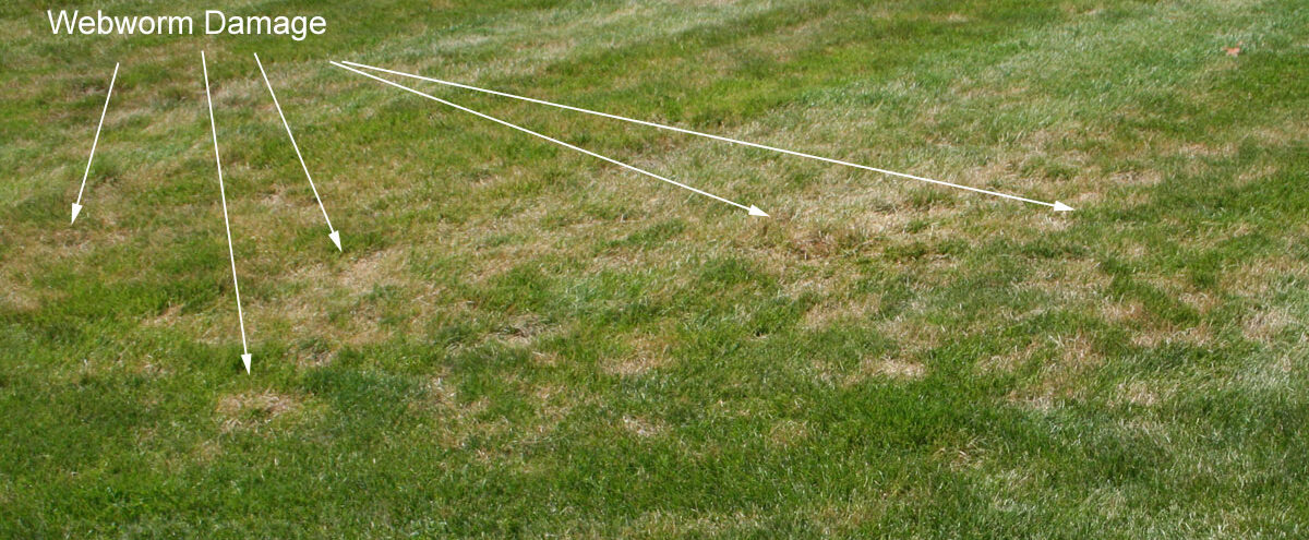 Brown dead spots and faint streaks of webworm damage across a green lawn