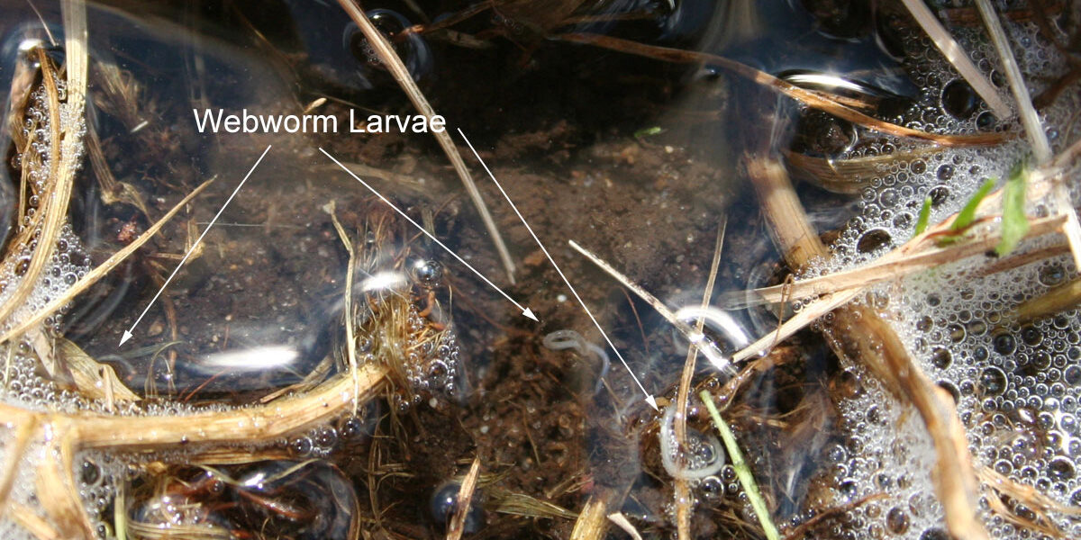 Sod webworm larvae floating up in the soapy water during the lawn soap test