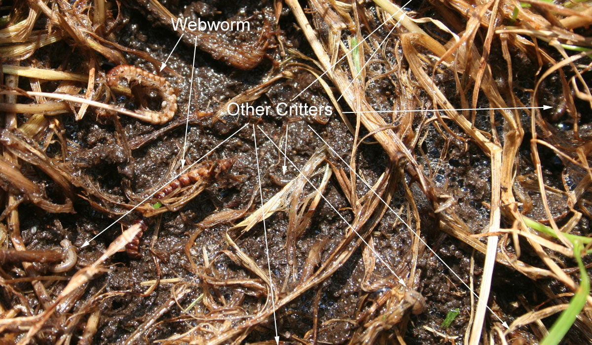 Sod webworm and other insects exposed in the thatch after the soap drench
